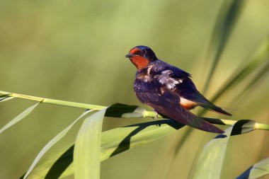 Ambar kırlangıcı (Hirundo rustica) yeşil arka planlı bir sazlıkta oturmaktadır. Güzel bir kırlangıç, kızıl saçlı ve mavi-siyah bir parıltı, bükülmüş bir sazlıkta oturuyor..