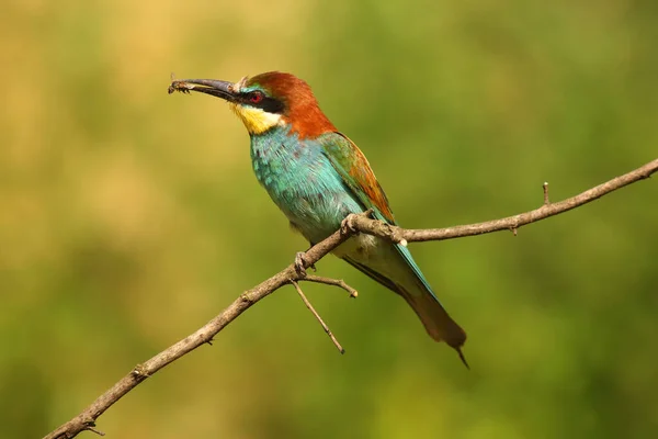 European Bee Eater Merops Apiaster Sitting Branch Witk Bee Beak — Stock Photo, Image