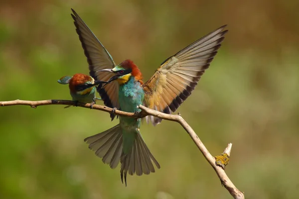 Abelha Comedor Europeu Merops Apiaster Pousando Uma Vara Cantarola Europeia — Fotografia de Stock