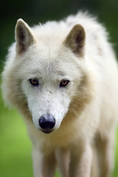 北極オオカミ Canis Lupus Arctos 肖像画 黄色い目の白いオオカミの肖像画 — ストック写真