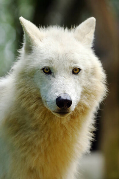 The Arctic wolf (Canis lupus arctos), also known as the Melville Island wolf portrait.Portrait of a white wolf with yellow eyes.
