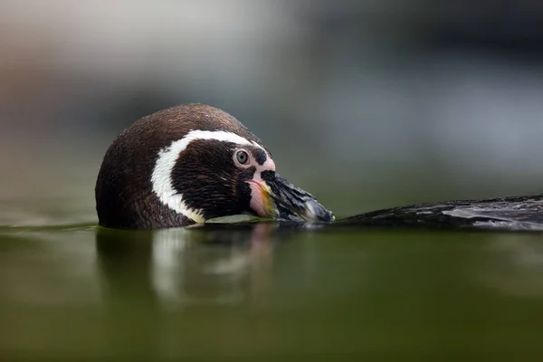 Pinguim Humboldt Spheniscus Humboldti Também Pinguim Chileno Pinguim Peruano Patranca — Fotografia de Stock