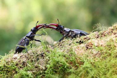 Lucanus cervus, erkek geyik böceklerinin en bilinen türüdür. İki büyük böcek, yeşil arka planı olan yosunlu bir bagaja itiliyor..