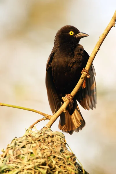 Tecelão Preto Vieillot Ploceus Nigerrimus Sentado Ninho Grande Tecelão Preto — Fotografia de Stock