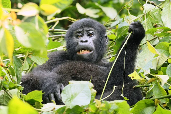 Gorille Montagne Gorilla Beringei Beringei Nourrissant Dans Fourré Jeune Gorille — Photo