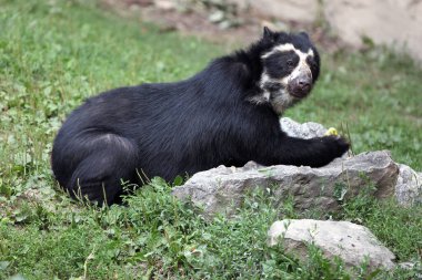 Gözlüklü ayı (Tremarctos ornatus) taşın üzerinde. Yeşil çimlerin üzerinde nadir bir ayı türü.