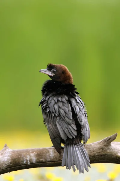 Cormorano Pigmeo Microcarbo Pigmeo Seduto Sul Ramo Con Sfondo Verde — Foto Stock