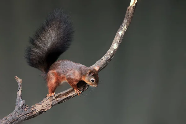 Vörös Mókus Vagy Eurázsiai Vörös Mókus Sciurus Vulgaris Ágon Semleges — Stock Fotó