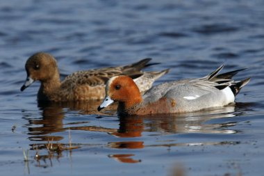 Avrasya wigeon 'u (Anas penelope) suda bir çift ördek türüdür. Renkli İskandinav ördekleri, suda bir çift ördek.