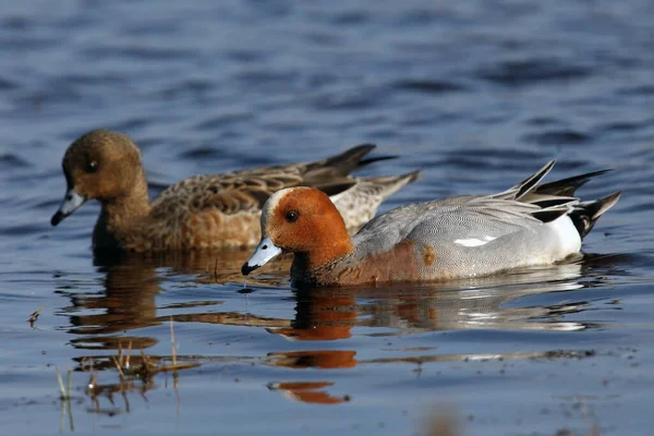 Wigeon Eurasian Widgeon Eurasian Penelope Anas Par Dos Patos Água — Fotografia de Stock