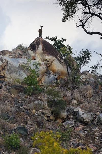 Clipspringer Oreotragus Oreotragus Piedi Una Roccia Una Piccola Antilope Africana — Foto Stock