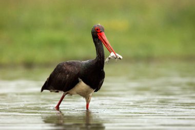 Kara leylek (Ciconia nigra) gagasında bir balık olan leylek. Yeşil arka planlı kara leylek. Suda balık olan büyük siyah kuş..