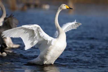 Kanatları açık olan, ötücü kuğu (Cygnus cygnus). İskandinav gölünün açık mavi yüzeyinde sarı gagalı beyaz bir kuğu..