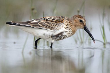 Dunlin (Calidris Alpina) sığ sularda solucan yakalar. Kıyı sularının küçük kahverengi-gri kuşu sığ bir gölde avlanır..