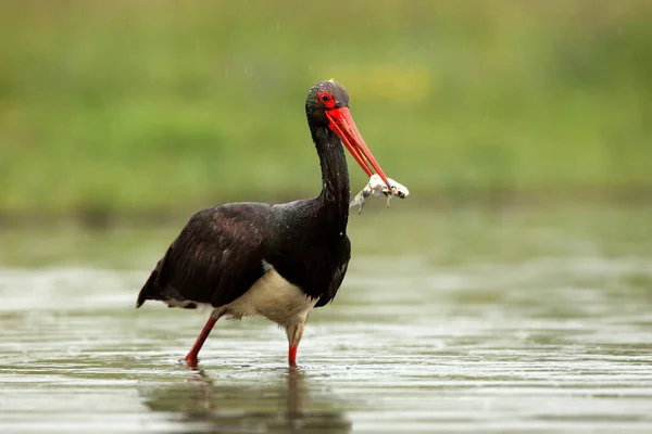 The black stork (Ciconia nigra) stork with a fish in its beak.Black stork with green background. Big black bird with fish in the water.