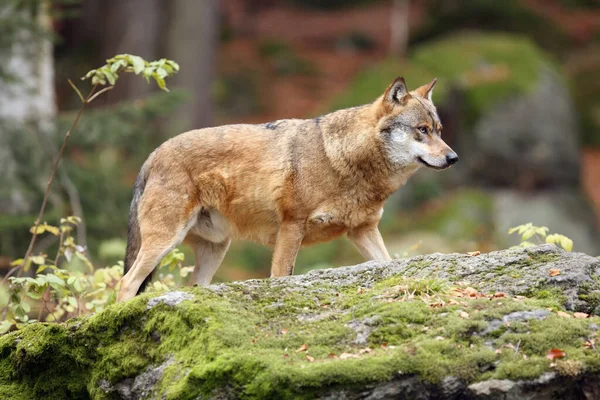灰狼灰狼或灰狼 金丝雀狼 成年狼站立在岩石上 秋天森林里的成年狼 — 图库照片