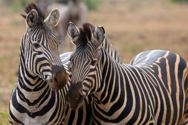 Ovalar zebra (Equus quagga, eski adıyla Equus burchellii), yaygın zebra veya Burchell zebrası olarak da bilinir..