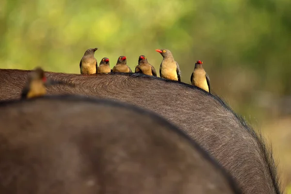 Červenozlatý Oxpecker Buphagus Erythrorhynchus Celá Rodina Mysu Buvola Zpět Rodina — Stock fotografie