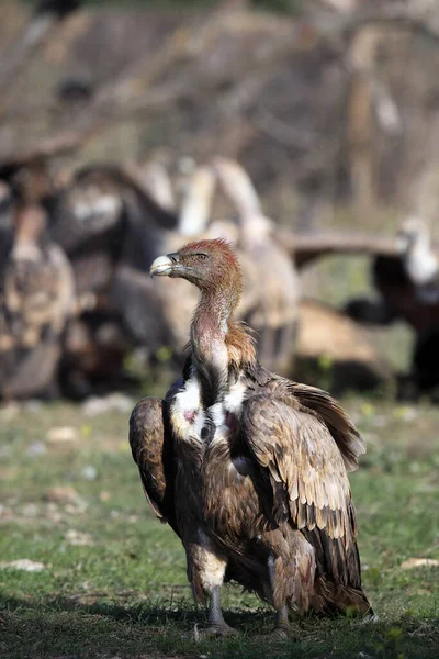 Griffon akbabası (Gyps fulvus) kirli bir kafayla bir grup yırtıcı avın önünde yerde oturuyor. Avdan kirlenmiş büyük bir akbaba, arka planda diğer büyük akbabalar sürüsü.