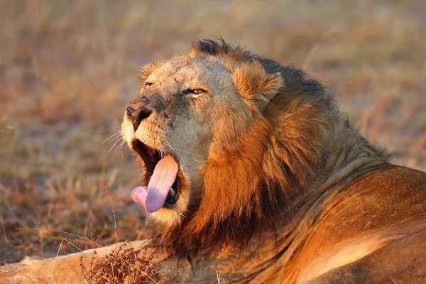 Leão Transvaal Panthera Leo Krugeri Também Conhecido Como Leão Sudeste — Fotografia de Stock