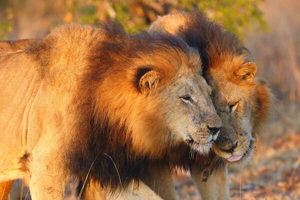 The Transvaal lion (Panthera leo krugeri), also known as the Southeast African lion or Kalahari lion, communication between two adult males forming coalition. Portrait of two big african lions.