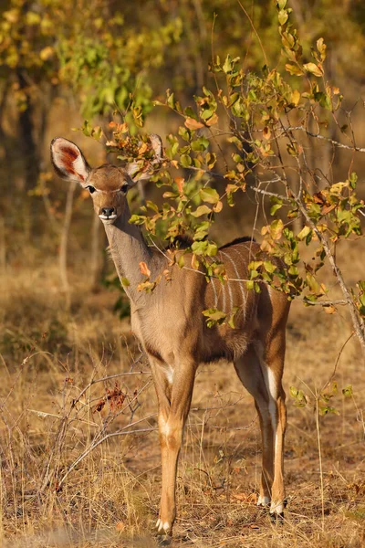 Větší Kudu Tragelaphus Strepsiceros Mladý Antilopa Skrývá Podzimním Keři Mladá — Stock fotografie