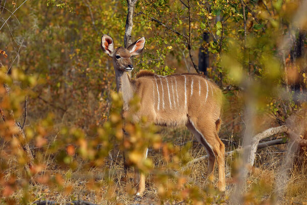 Большой куду (Tragelaphus strepsiceros), молодая антилопа прячется в осеннем кусте. Молодая женщина большая африканская антилопа в густых кустах.