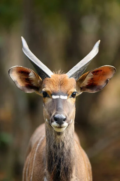 Nyala Tragelaphus Angasii También Llamado Inyala Retrato Joven Varón — Foto de Stock