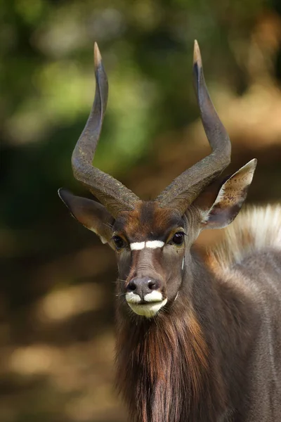 Der Nyala Tragelaphus Angasii Auch Inyala Genannt Erwachsenes Männliches Portrait — Stockfoto