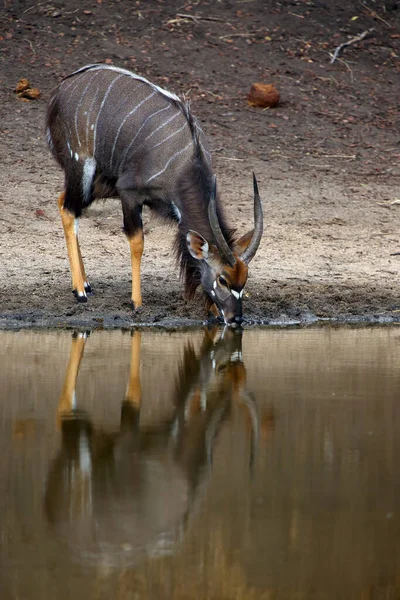 Nyala Tragelaphus Angasii Also Called Inyala Adult Male Drinking Waterhole — Stock Photo, Image