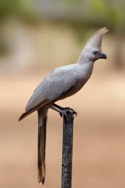 Gri uğurlama kuşu (Corythaixoides concolor), kamptaki barda oturan gri lourie. Afrika kampından tipik bir durum..