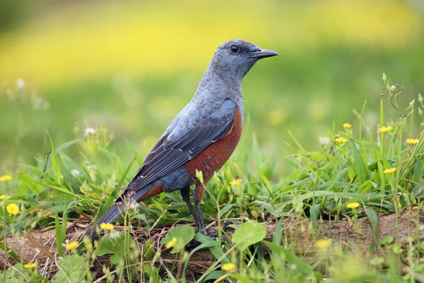 Tordo Roccia Blu Monticola Solitarius Philippensis Seduto Sull Erba Grande — Foto Stock