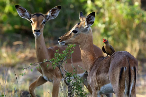 Der Rotschnabelpecker Buphagus Erythrorhynchus Auf Dem Impalas Rücken Mit Offenem — Stockfoto