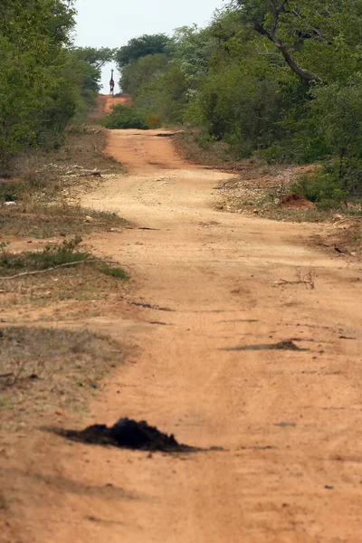 Αφρικανικός Χωματόδρομος Καμηλοπάρδαλη Στον Ορίζοντα Τυπικός Δρόμος Στο Εθνικό Πάρκο — Φωτογραφία Αρχείου