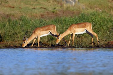 İmpala (Aepyceros melampus) bir su birikintisinden içme suyu. İki küçük kahverengi antilop Afrika savanasındaki bir su birikintisinin mavi suyundan içerler..