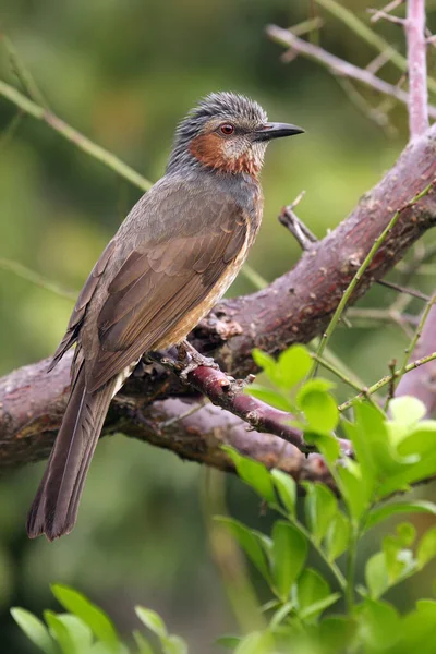 Καφέ Eared Bulbul Hypsipetes Amaurotis Κάθεται Στο Κλαδί Ασιατικό Bulbul — Φωτογραφία Αρχείου