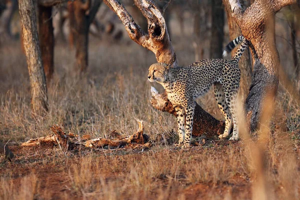 Cheetah Acinonyx Jubatus Also Known Hunting Leopard Male Marking Territories — Stock Photo, Image