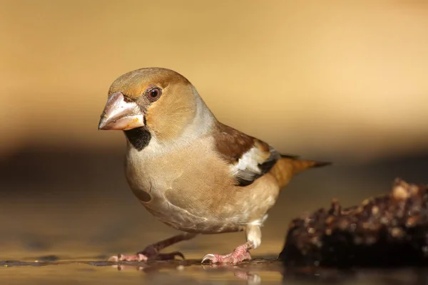 Ястреб Coccothraustes Coccothraustes Водопоя Птица Огромным Клювом Лесу Портрет Большой — стоковое фото