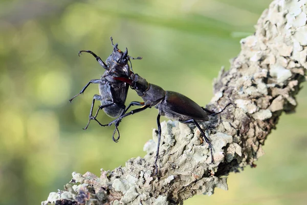 Escaravelho Das Pernas Lucanus Macho Fêmea Comportamento Típico Cortejo Grandes — Fotografia de Stock