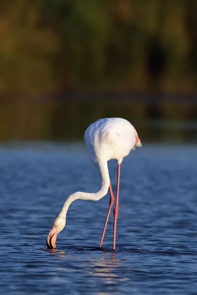 Büyük Flamingo Phoenicopterus Roseus Mavi Sularda Yeşil Arka Planda Yiyecek — Stok fotoğraf