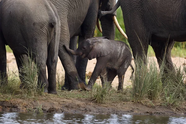 Der Afrikanische Buschelefant Loxodonta Africana Elefantenbaby Zwischen Beinen Zwischen Seiner — Stockfoto