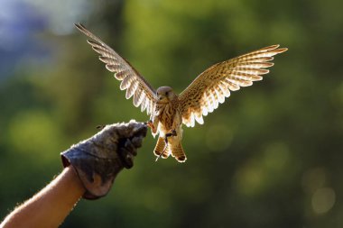 Yaygın kerkenez (Falco tinnunculus), Avrupa ya da Avrasya kerkenezi arka planda uçar. Doğanı olan dişi kerkenez. Şahin 'in eli bir yırtıcı kuşun inişine hazır..