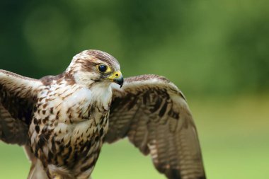 Saker Şahini (Falco cherrug) portresi. Yeşil arka planı olan büyük bir şahinin portresi..