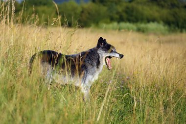 Kuzeybatı kurdu (Canis lupus occidentalis) çayırın üzerinde durur. Kurt (