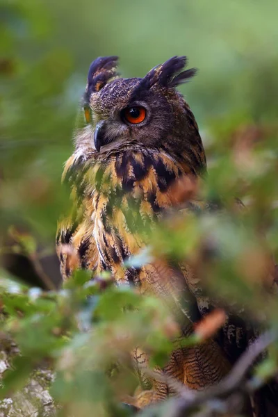 背景は緑と茶色を基調としたユーラシアのワシフクロウの肖像 背景は緑を基調としたオレンジ色の目と耳を持つ大きなヨーロッパのフクロウの肖像 — ストック写真