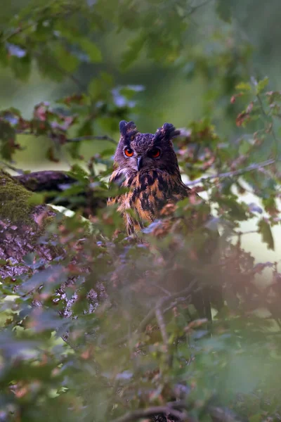 Retrato Coruja Águia Eurasiática Bubo Bubo Com Fundo Verde Uma — Fotografia de Stock