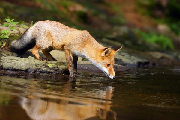 Raposa Vermelha Jovem Vulpes Vulpes Foge Perto Água Após Presa — Fotografia de Stock