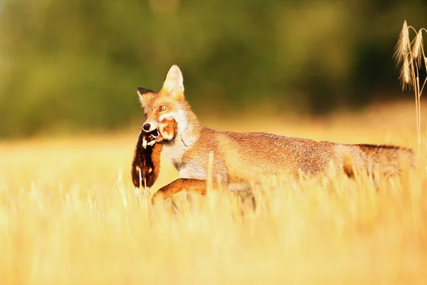 Κόκκινη Αλεπού Vulpes Vulpes Φρεσκοκομμένο Καλαμάκι Πιασμένο Τρωκτικό Κόκκινη Αλεπού — Φωτογραφία Αρχείου