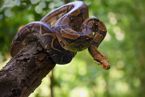 Die Boa Constrictor Boa Constrictor Auch Als Rotschwanzboa Oder Gemeine — Stockfoto