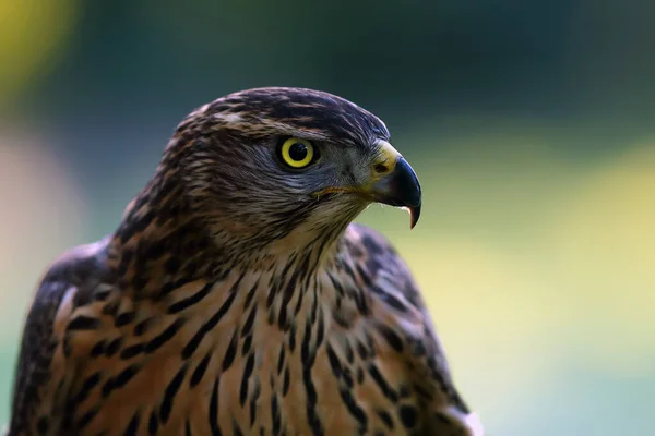 Falcão Norte Accipiter Gentilis Retrato Uma Jovem Fêmea Falcão Com — Fotografia de Stock